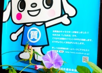 「まだまだアサガオ咲いています」