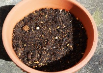「かすみ草を植えました」