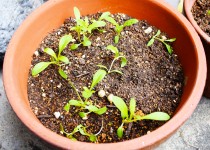 「かすみ草は順調に育っています」