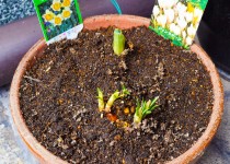 「クロッカス・水仙植えました」