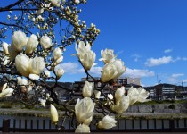 「ご卒業おめでとうございます」