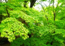 「御土居のもみじ」