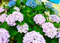 「紫陽花」
