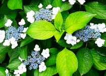 「紫陽花　その2」