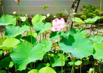 「ハスの花」