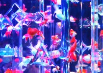 「アートアクアリウムに行ってきました」