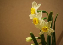 「雪中花」