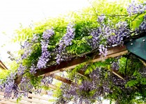 「夏近し」