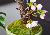 「さくら」