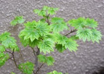 「大雨」