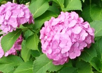 「芒種」