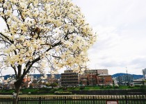 「センバツ開幕」