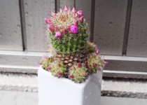 「サボテンの花」