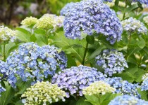 「紫陽花」