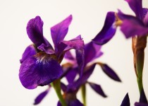 「菖蒲」