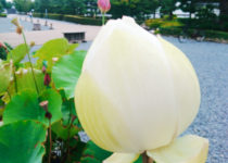 「暑中お見舞い申し上げます」