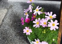 「コスモスを目印に・・・」