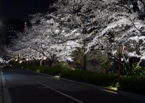 「桜ライトアップ～木屋町通～」